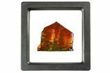 Iridescent Ammolite (Fossil Ammonite Shell) - Rainbow Colored #310348-1